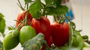 Pomidory podlewane naturalnymi metodami, otoczone zielenią liści