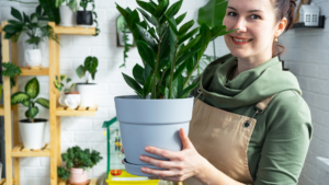 Florystka przedstawiająca ro ja domowy nawóz do zamiokulkasa działa trzymając kwiat rękach