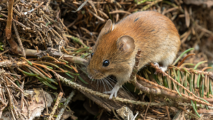 kawa na nornice sprawia, że nie wchodzą do domu tylko buszują wśród gałęzi tak jak nornica przedstawiona na zdjęciu