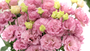 Barwne kwiaty eustomy w jasnej doniczce