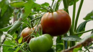 Pomidory na krzaku zasilane ekologicznym nawozem drożdżowym