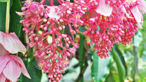 kwiaty Medinilli Magnificy