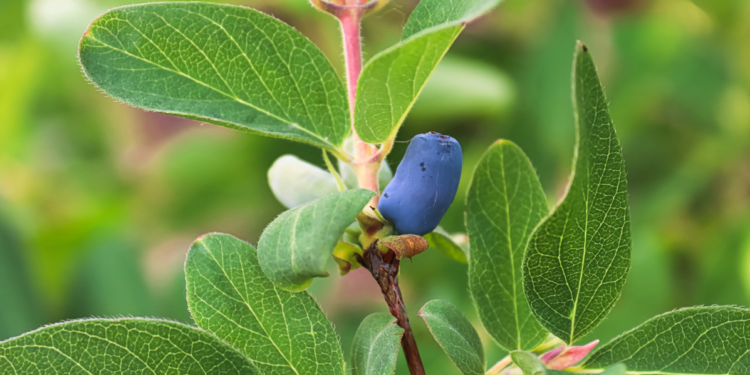 Jagoda Kamczacka na krzaku
